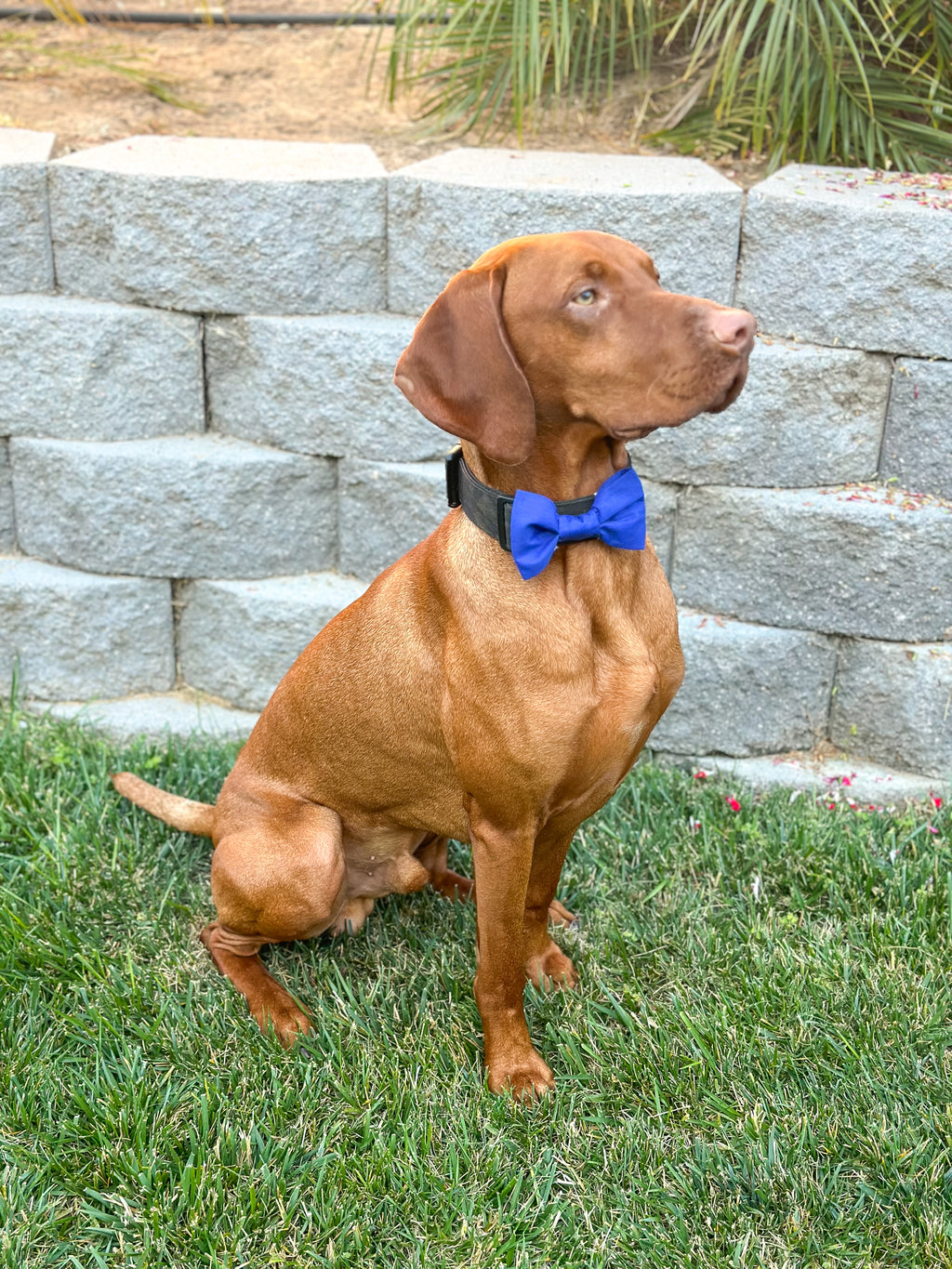 Blue Dog Bow Tie - Handmade Pet Accessory