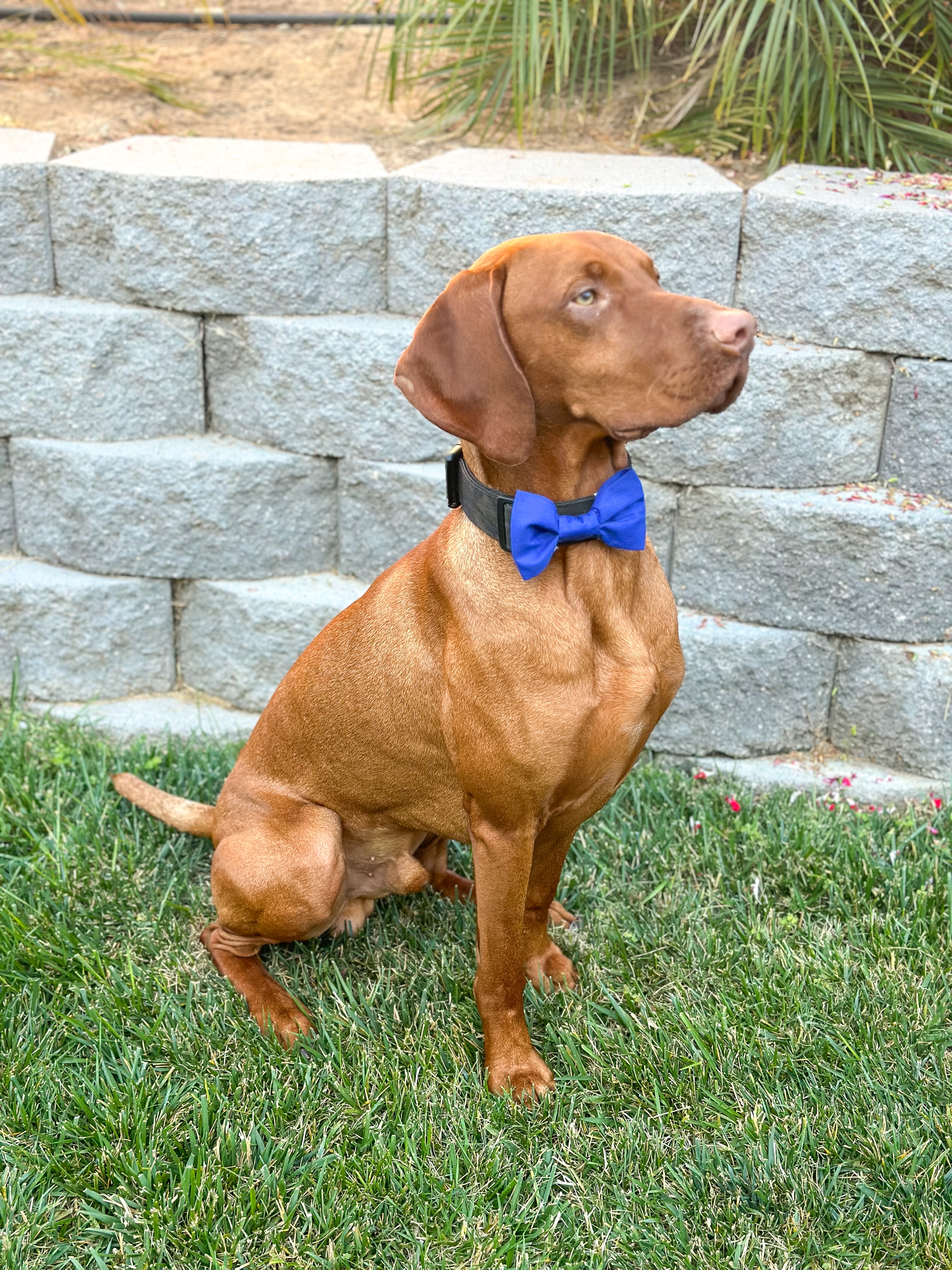 Blue Dog Bow Tie - Handmade Pet Accessory