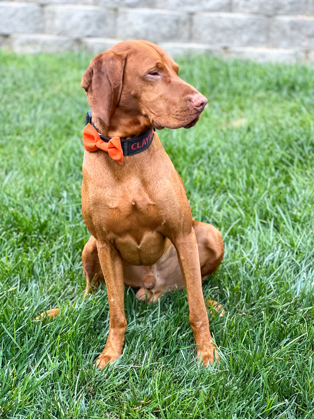 Orange Dog Bow Tie - Handmade Pet Accessory